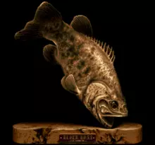 Image n° 1 - screenshots  : Super Black Bass 2